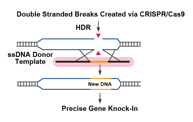Single Stranded Dna Synthesis Service