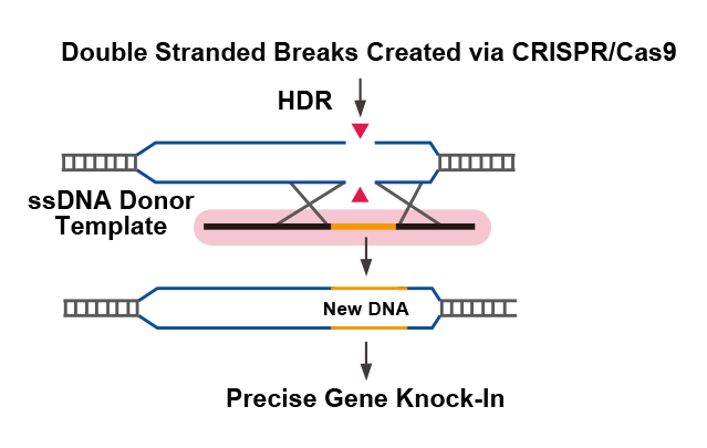 Single Stranded Dna Synthesis Service Single Stranded Dna Synthesis Service