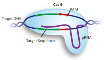 CRISPR/Cas9