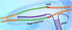 Using CRISPR genome editing in plants