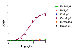 antibody cross reactivity antibody cross reactivity