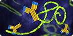 cross-reactive Ebola antibodies, Ebolavirus