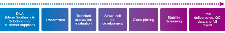 Flow chart of GenScript stable transfection & cell line development services Flow chart of GenScript stable transfection & cell line development services