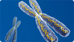 human genome, chromosome, jnk DNA