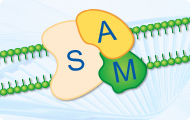 CRISPR-based transcription activator