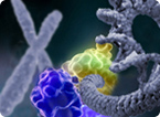 Dystrophin, DMD, tumor-suppression, anti-metastatic