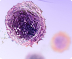 stem cell pluripotency, CCL2, bFGF
