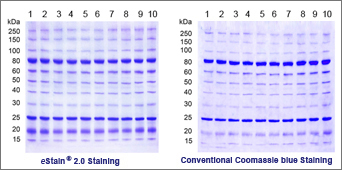 protein staining