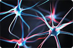 ALS motor neuron