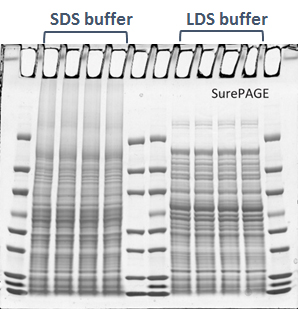 Invitrogen Gel Migration Chart