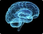 tissue engineered brain, 3D brain tissue