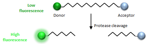 FRET mechanism for protease studies