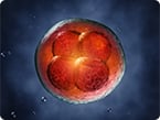 scientists discover genes that drive human development from oocyte to embryo