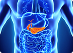 pancreatic beta cell