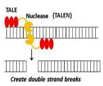 TALEN, TALE plasmids, human genome editing