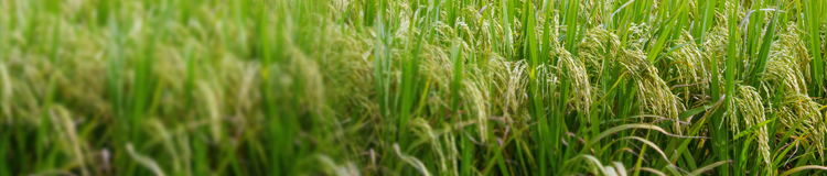 Gene Synthesis Accelerates Plant Biology Research