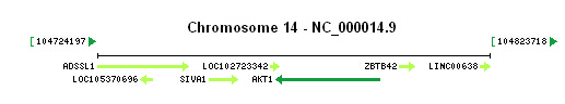 AKT1 gene Genomic context
