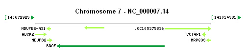 BRAF gene Genomic context