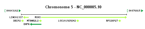 DHFR gene Genomic context