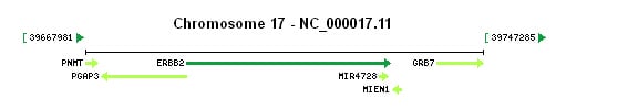 ERBB2 gene Genomic context