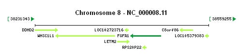 FGFR1 gene Genomic context