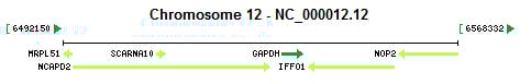 GAPDH gene Genomic context