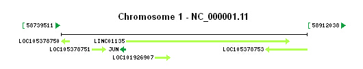 JUN gene Genomic context