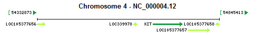 KIT gene Genomic context