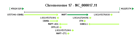 MAPT gene Genomic context