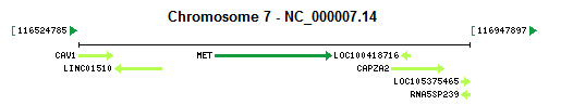 MET gene Genomic context