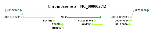 MSH2 gene Genomic context