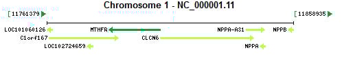 MTHFR gene Genomic context