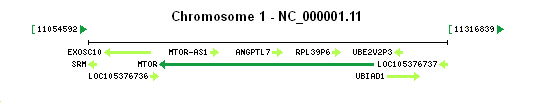 MTOR gene Genomic context