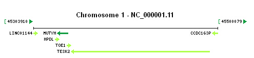 MUTYH gene Genomic context