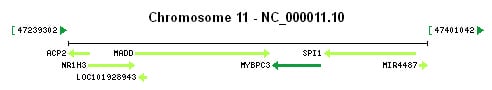 MYBPC3 gene Genomic context