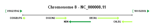 NBN gene Genomic context
