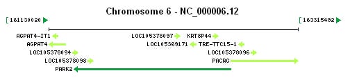 PARK2 gene Genomic context PARK2 gene Genomic context