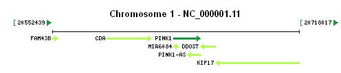 PINK1 gene Genomic context