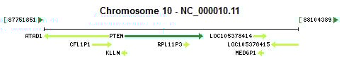 PTEN gene Genomic context