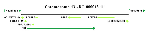 RB1 gene Genomic context RB1 gene Genomic context