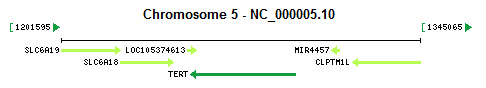 TERT gene Genomic context TERT gene Genomic context