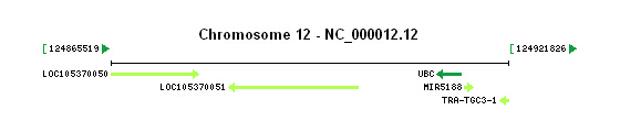 UBC gene Genomic context