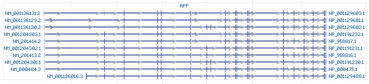 APP gene Genomic sequence