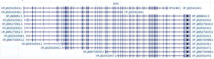 ATM gene Genomic sequence