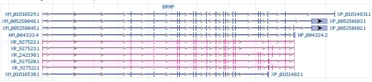 BRAF gene Genomic sequence