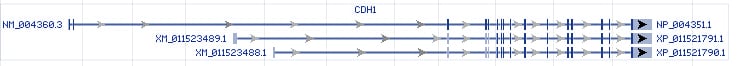 CDH1 gene Genomic sequence