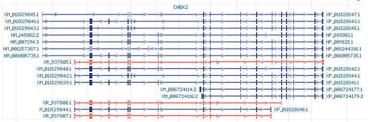 CHEK2 gene Genomic sequence