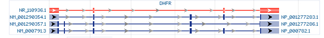 DHFR gene Genomic sequence