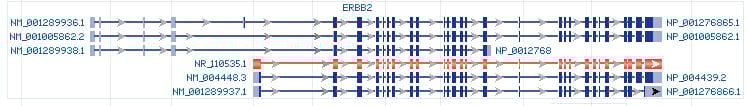 ERBB2 gene Genomic sequence