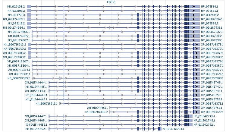 FGFR1 gene Genomic sequence